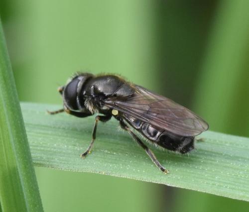 Pipizella sp.